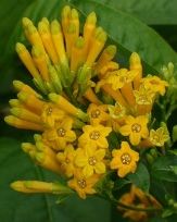 Orange Zest Cestrum, Golden Cestrum, Yellow Cestrum, Orange Jessamine, Orange Jasmine, Cestrum aurantiacum 'Orange Zest', Capraria lanceolata